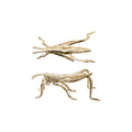 Grasshopper- Gold Finish